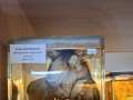 Veterinärmedizinische Universität Wien